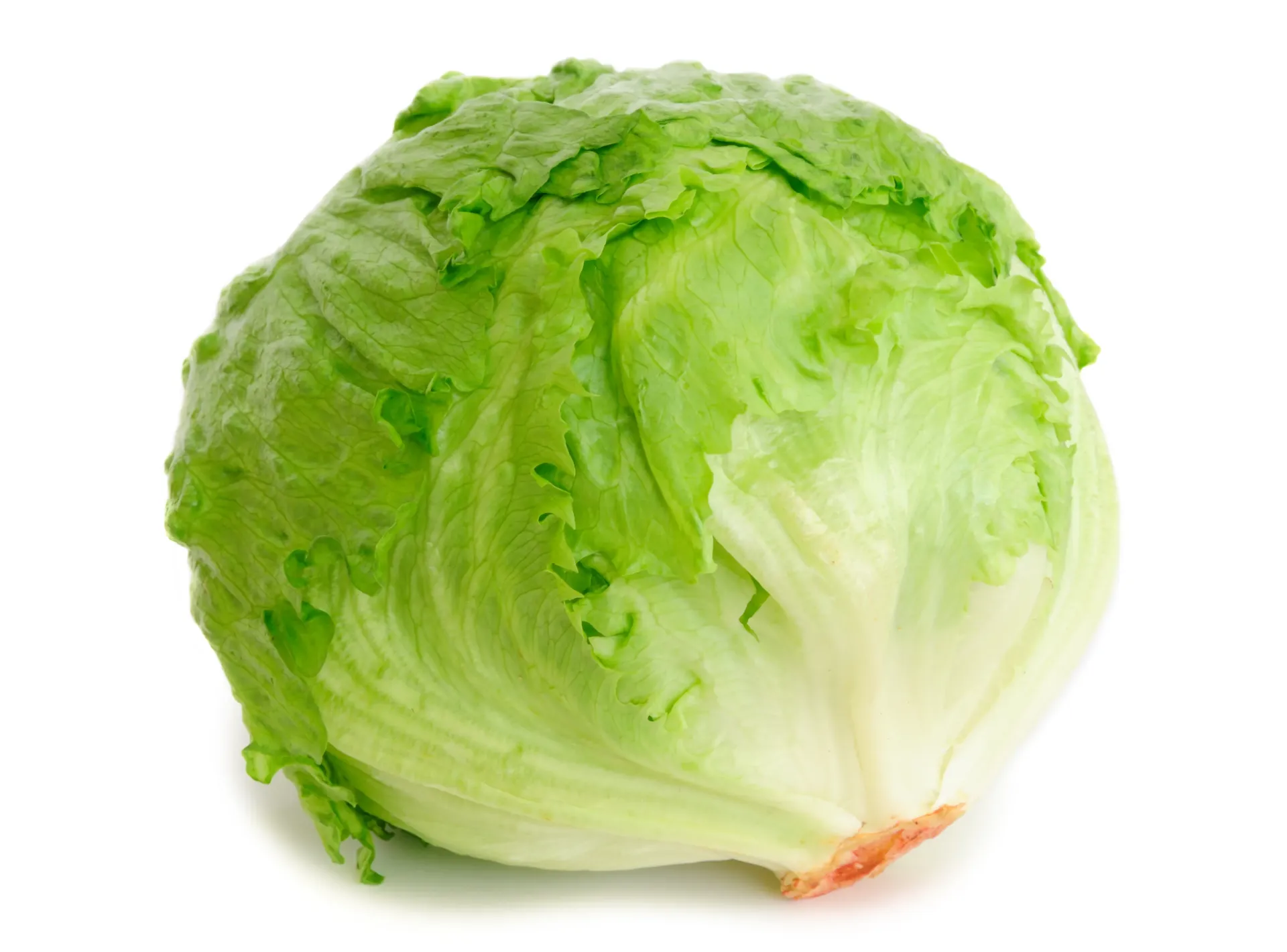 [E-COM38] Lettuce Iceberg -Each