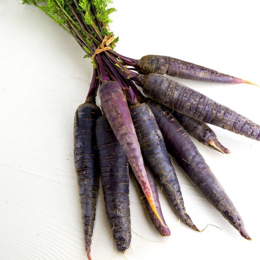 [E-COM22] Carrot Purple -Bunch